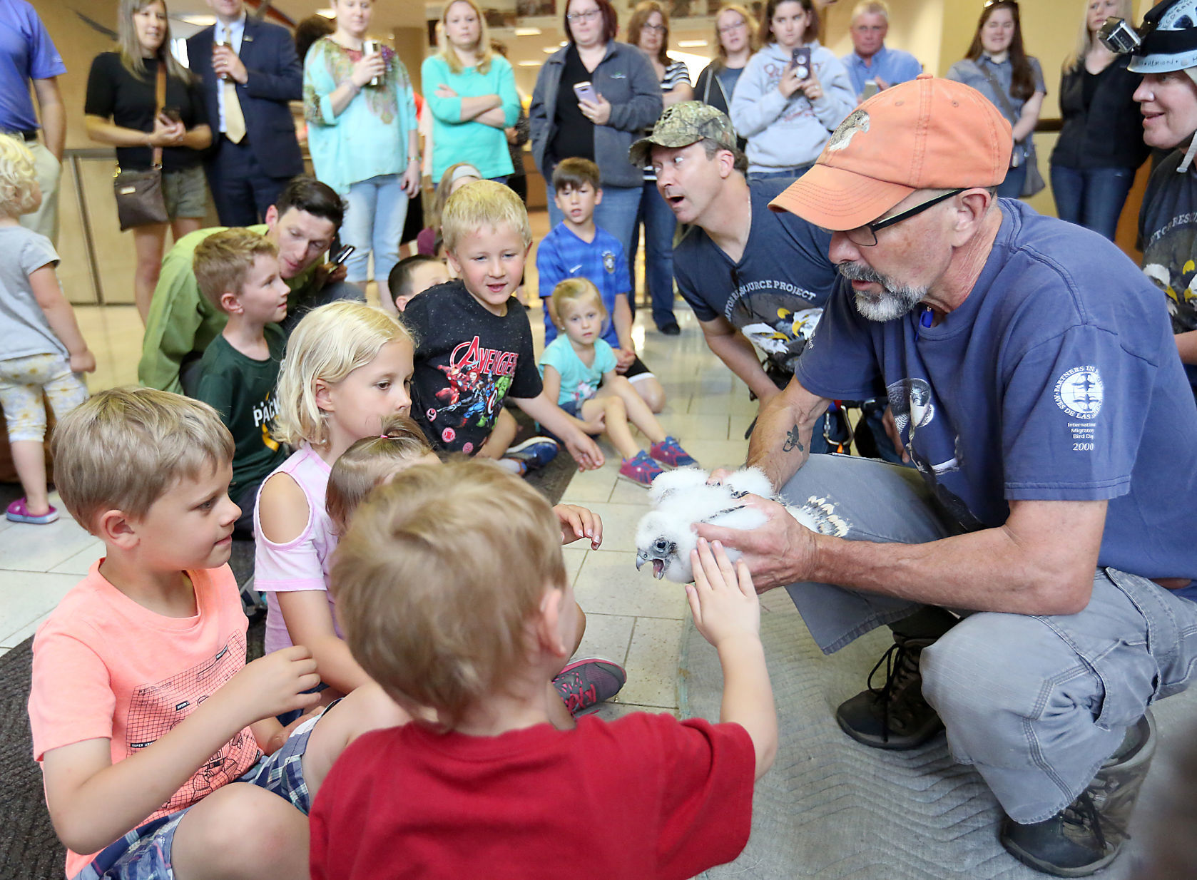 Banding of peregrine falcons at US Bank building in La Crosse
